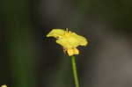 Yelloweyed grass